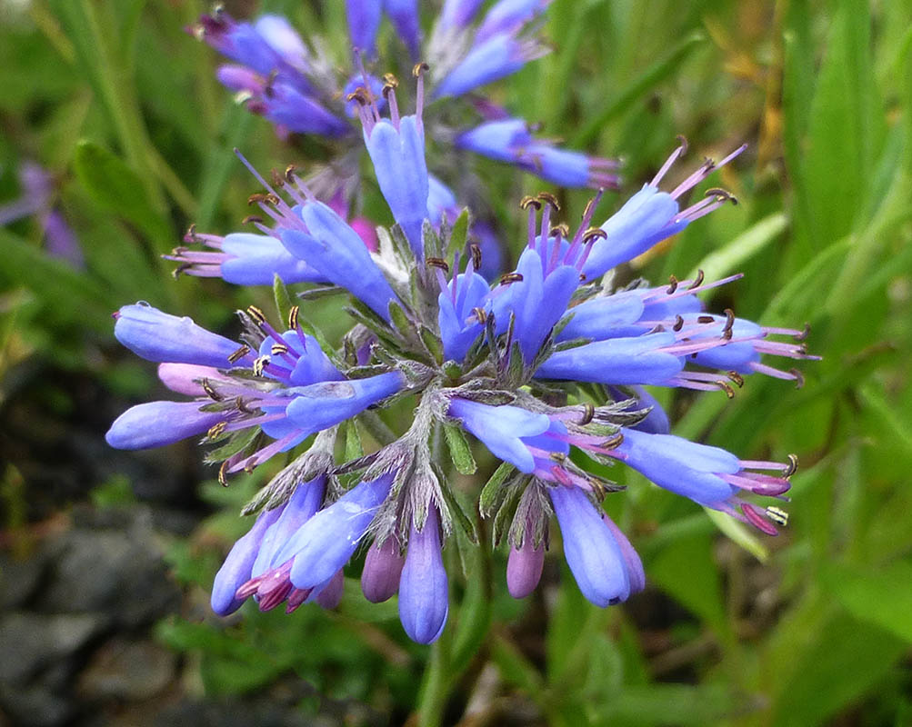 Moltkia petraea